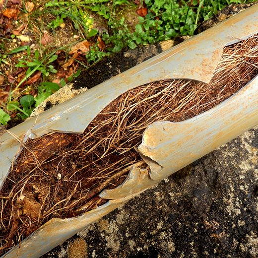 Same Day Drain Sewer & Rooter Pros Across Chocorua